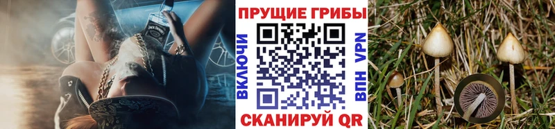 купить  цена  Ярцево  Галлюциногенные грибы мухоморы 